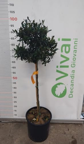 PIANTA DI PIRACANTA AD ALBERELLO VASO 24 CM ALTEZZA 90/100 CM (FOTO REALI)
