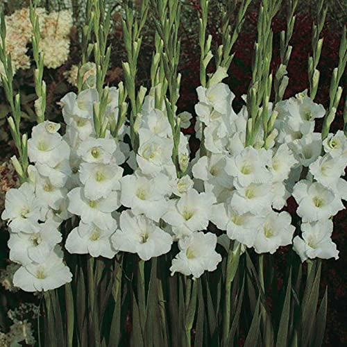 Gladiolo que no requieren pregerminación, Gladiolo Rizoma, Perfectas para Jardines, Tolera el frío.Hojas altas y grandes. -15 Gladiolus-I