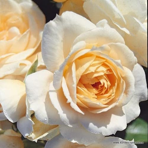 2x Rosier à fleurs groupées 'Lions Rose' – Kordes Feeërieke roos Plant-o-fix-pot | Rosier groupé, fleurs crème élégantes, parfait massif & bordure