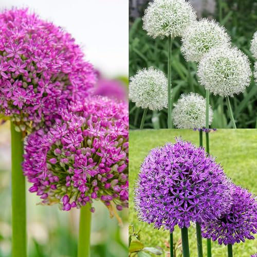 100 pcs Zierlauch Zwiebeln Winterhart MehrjäHrig Hardy Garden Ornamental Plant Allium Riesenlauch Samen Gartenpflanzen Winterhart Pflanzen Winterhart Outdoor Pflanzen (Allium Giganteum)