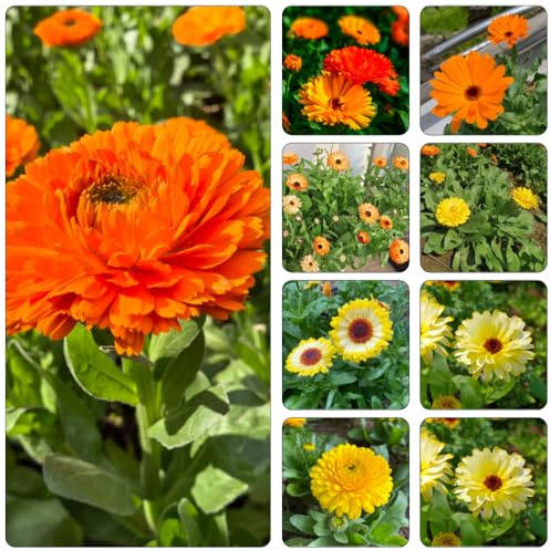 Calendula officinalis - decorazione semi di esotici di giardino selvatico tagliati giardino ombra, resistenti 100pcs