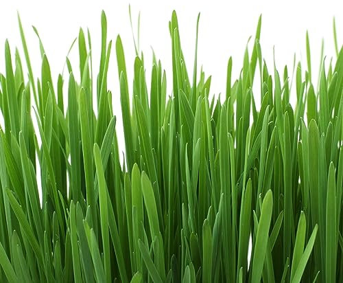 Tabby Cat Grass Indoor Pet Grass Seeds - 'Hordeum Vulgare' Approx 100 Seeds