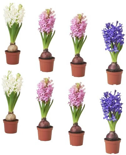 Pack de 8 Bulbos de Hyacinthus PREMIUM Bulbos de Jacinto