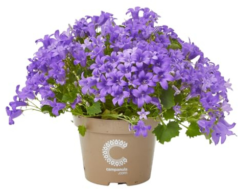 Verdecora Campanula Catharina | Campanula spp. | Planta de interior/exterior en maceta de Ø11cm | Flores en Forma de Campana | Ideal para Macetas Colgantes, jardines y balcones