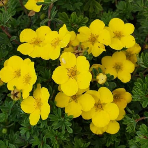 3 x Potentille arbustive 'Goldteppich' - Potentilla Fruticosa 'Goldteppich' 20-25 cm en conteneur - Transformez votre jardin en un havre doré de fleurs éclatantes et de feuillage attrayant