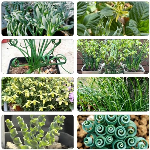 albuca spiralis - indoor kräutergarten kräutersamen pflanzensamen zimmerpflanzen pflanzenkübel fleischfressende steingartenpflanzen winterhart winterharte kübelpflanzen kletterpflanze 20samen