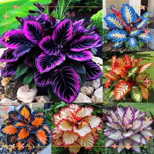 Cold-Resistant hosta bulbo,fácil de cultivar,Home Decoration-Beautiful Gift Garden-Bloom Year After Year-Iridescence-(Non-Artificial).-4Hosta-G
