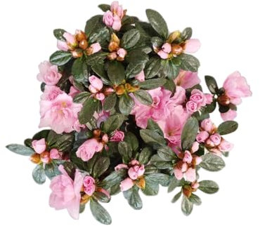 DECOALIVE Azalea Rosa – Planta Natural de Gran Belleza para Decoración
