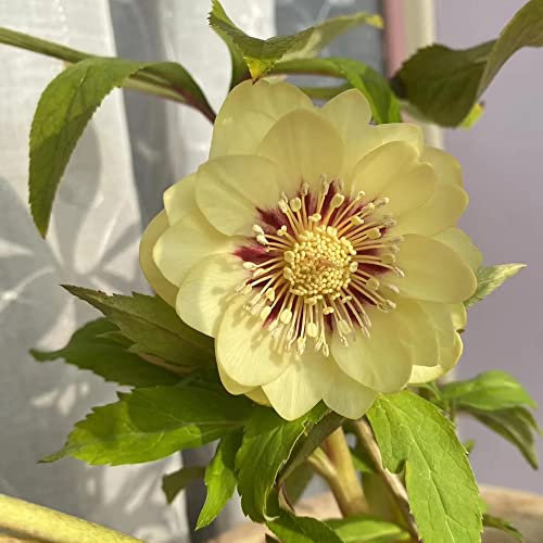 Christrosen Pflanzen Winterhart(Helleborus Thibetanus),Blumensamen Pflanzen,Bonsai Samen Helleborus Winterharte Pflanzen FüR Garten Balkon Blumen-200stüCk(Gelb)