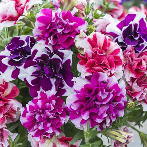 YouGarden Tumbelina 'Ruffles' Collection, Set of 12 Plug Plants, Ready to Grow On and Plant Out, Summer Flowering Bicolour Garden Flowers, Grow in Pots, Containers, Baskets, and Boxes