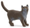 schleich 13973 Britische Kurzhaar Katze, ab 3 Jahren, FARM WORLD - Spielfigur, 2 x 6 x 4 cm, Black