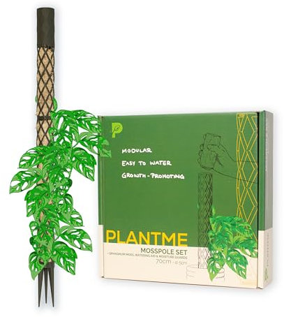 PlantMe Bâton de mousse Midi - Tuteur pour plantes grimpantes, lierre, bâton de mousse, support de plantes, Moss Pole, aide à l'escalade, plantes d'intérieur, philodendron (vert-gris, 70 cm)
