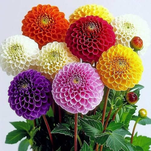 35 Graines de Dahlia Pompon mixte - SemiSauvage Permaculture