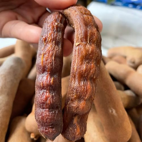 tamarindo orgánico de jardín perennes resistentes semillas de tamarindo Comprar decorativos fruta columnar jardín orgánicas Cultivo 80semillas