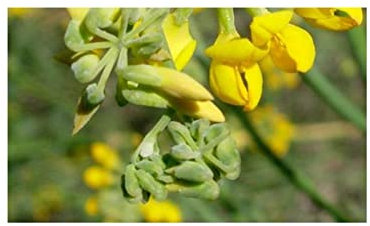 Pcs - 10x Coronilla Juncea Arbuste Jardin Plantes - Graines ID1216 - Seeds & Plants Shop by Ipsa