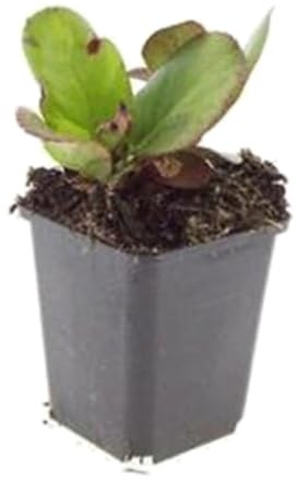 Bergenia Cordifolia höstblomma, markskydd för skuggor, rosa, set om 48