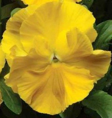 50CT di Yellow Pansy Semi, Giallo Viola Semi, Viole del pensiero, semi di cimelio non OGM