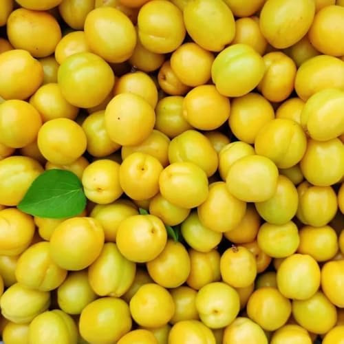 Semillas de albaricoquero, semillas de albaricoque, de jardin Prunus armeniaca, balcón semillas de resistentes 5pcs