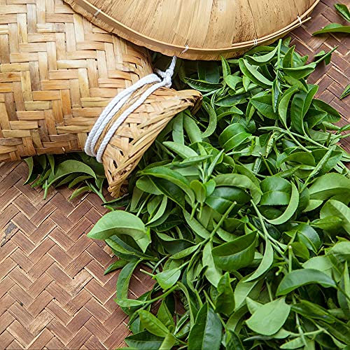 CHTING 35 Pezzi Semi Di Melaleuca Del Tè Arbusti Perenni Piccoli Alberi Ampiamente Utilizzato Indispensabile Decorazione Cortili Alto Valore Ornamentale