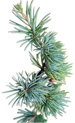 Planta natural en cepellón Cedro del Atlas (Cedrus atlantica) es una conífera perenne. Utilizado como árbol emblemático en parques y jardines extensos. Altura 20-25 cm. Segura Garden.