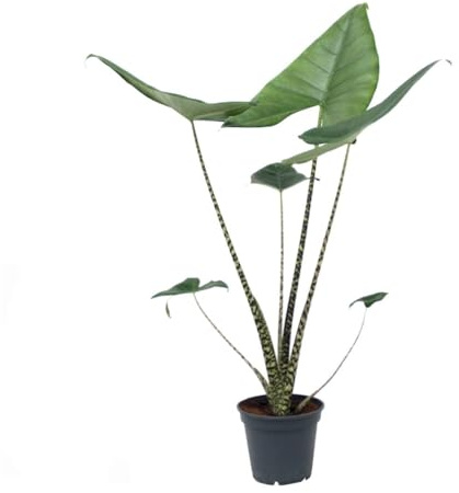 Alocasia Zebrina 60 cm – Exotisches Elefantenohr Pflanze – Tiger-Pfeilblatt – Pflegeleicht, Luftreinigend & Dekorativ für Zuhause und Büro