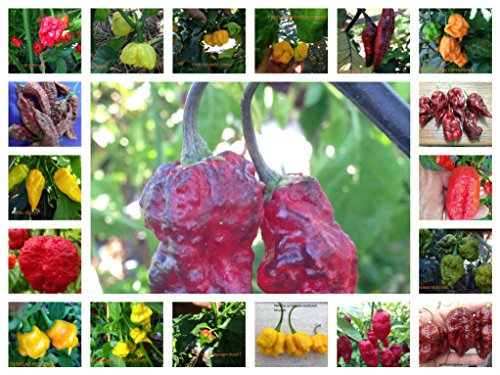 SEMI PEPERONCINO-19 VARIETA' + 1 OMAGGIO-200 SEMI-+ GUIDA ALLA COLTIVAZIONE