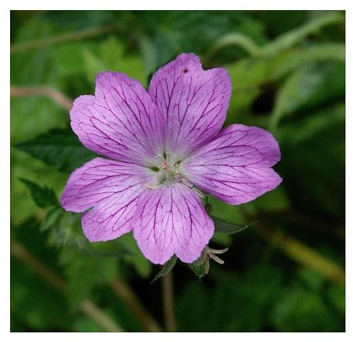 Stauden Gänge 100 x Geranium endressii Pyrenäen Storchschnabel winterhart