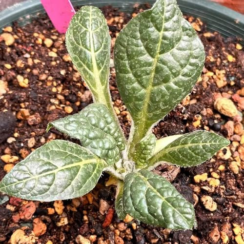 10 pcs Alraune Pflanze Samen, ausgefallene geschenke pflanzensamen zimmerpflanzen Alraune Pflanze Kaufen Samen kräutergarten küche, gemüse pflanzen gewächshaus balkon, kräuter pflanzen