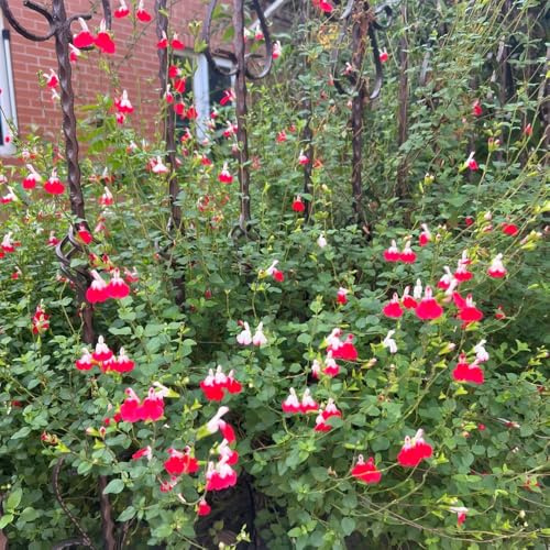 Semillas de salvia, semillas aptas para las abejas Salvia greggii, raras exóticas mariposas regalos 850pcs