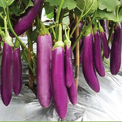 Aubergine Egg Plant 300 Seeds + Freebie + Plant tag Long Purple Halflange Violette