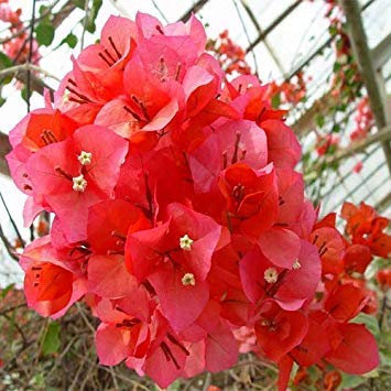 20pcs Bougainvillier Rouge Graines Plante Arbre Jardin Maison Fleur Decor Pot Rare