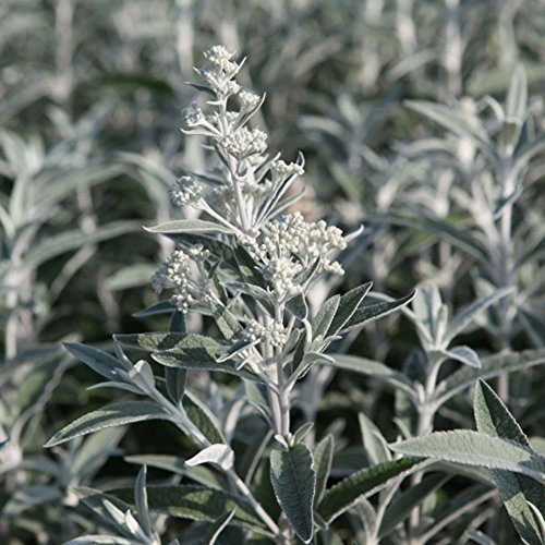 Buddleja Buddleia 'Silver Anniversary' Plant in Pots Butterfly Bush Large Hardy Shrubs Outdoor Flowering Garden Plants for Border or Patio Pots 1 x 3.6 Litre Pot by Thompson and Morgan