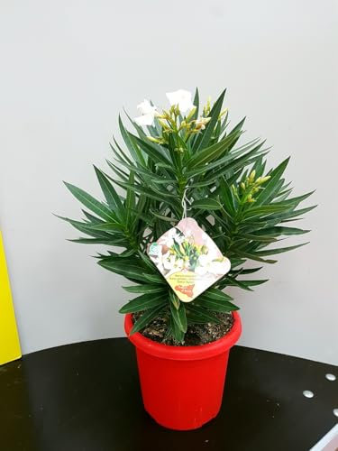 Pianta Oleandro, Nerium Oleander, Piante a cespuglio, Piante da siepe per esterno diametro vaso 18 cm fiori colori casualii (Rosso)