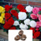 3 Begonia Non-Stop Mix – Stunning, Easy-to-Grow Double Blooms in Vibrant Colours – Perfect for a Beautiful Garden – Adapted for UK Climate