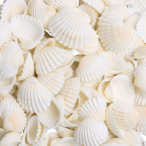SKOOLOVE 80 Piezas Blancas Pequeñas de 1.5-2.5 CM para Manualidades, Pinturas, Decoración de Bodas en la Playa, Conchas Naturales de Playa a Granel (230g)