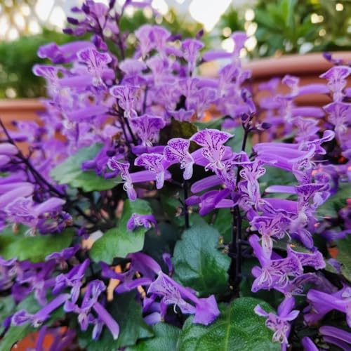 semillas resistentes de lavanda jardín rocas, jardín resistentes lavanda orgánicas, otoño, silvestres para camas elevadas, 60pcs