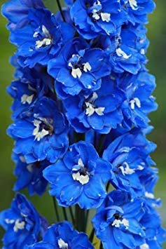 Semi di Fiore: Delphinium Blu Semi para Kid Giardino di Giardinaggio [Semi di Giardino domestiche Eco Confezione] Pianta Semi