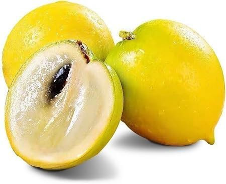 Graines de fruits abiu 60 pièces jaunes