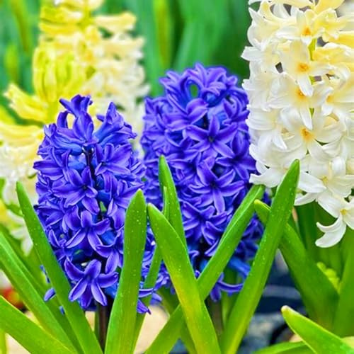 Perenne resistente Fácil de cultivar Jardines Jacintos raros Alto valor ornamental-4bulbos-b
