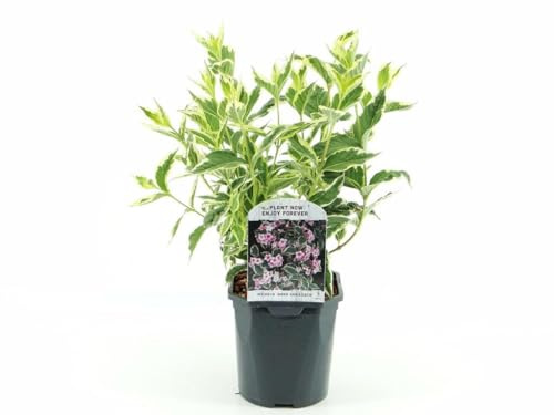Buntblättrige Weigela Nana Variegata 40–60 cm – Weiß-grün panaschierter Zierstrauch für Garten & Kübel | Pflegeleichte Blühpflanze, bienenfreundlich, winterhart, dekorativer Sichtschutz