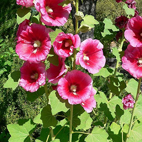 6 x Rose trémière - Alcea Rosea 'Rubra' - Godet 9x9 cm - Fleurs rouges, biennale spectaculaire