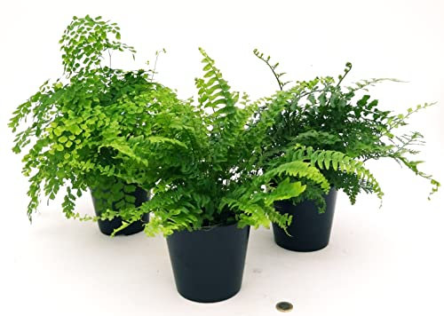 POWERS TO FLOWERS - TRIS PIANTE PURIFICA ARIA: FELCE CAPELVENERE, FELCE BOSTON, ASPLENIUM PARVATI, IN VASO 13CM, 3 Piante Depura Aria, Piante Vere