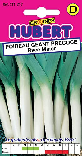 Graines de Poireau Géant Précoce Race Major - 1 gramme
