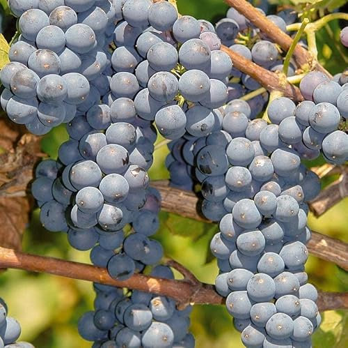 Vignes foncées Léon Millot 2L - Plante de Jardin, Arbres fruitiers - la Décoration Parfaite pour Votre Propriété - Pour les Débutants et les Jardiniers Professionnels