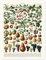Früchte, 1923 (französisch) Poster von Adolphe Millot 30 x 40 cm Bunt Wandbilder Wanddeko