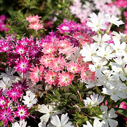100 Phlox Drummonda Cuspidata Twinkle Star Mixed Seeds - Mixed Colour Flowers - 100 Seeds