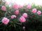 Portal Cool Adelfa rosaNerium oleander - 3 Los cortes frescos