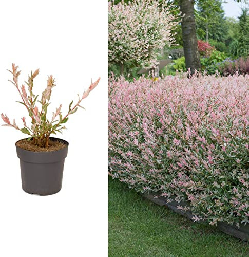 Salix Hakuro Nishiki Flamingo Tree in a 14cm Pot - Amazing Foliage Colour (1 Plant)