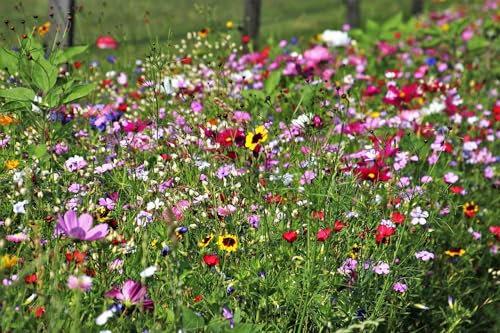 10g Dwarf Wild Flower Meadow Seeds Pure Flower Pure Flower 100% Seeds NO Grass NO FILLERS NO Sands (20 to 60cm) UK