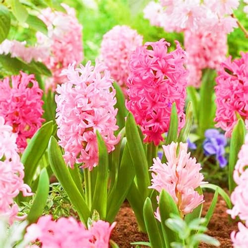 Hyazinthenzwiebel Winterhart MehrjäHrige,Hyazinthe Kaufen Hyazinthen Rhizome Hyazinthen Pflanzen Winterhart,Gärten Geschenk bereit MehrjäHrige Knollenpflanze Im Topf Pflanzen-8zwiebeln-e